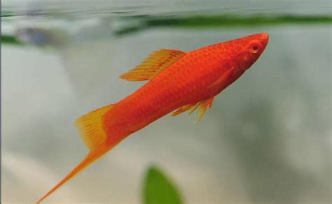 劍葉紅|劍尾魚(紅劍)飼養及繁殖技巧 – 寵物百科